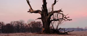 Preview wallpaper tree, branches, grass, dry, river, autumn