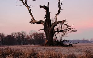 Preview wallpaper tree, branches, grass, dry, river, autumn