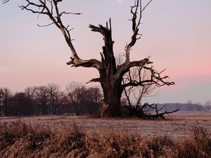 Preview wallpaper tree, branches, grass, dry, river, autumn