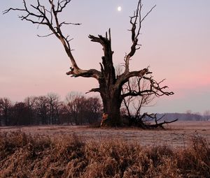 Preview wallpaper tree, branches, grass, dry, river, autumn