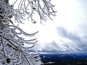 Preview wallpaper tree, branches, height, mountains