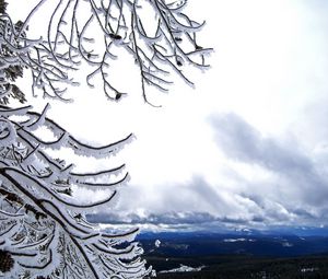 Preview wallpaper tree, branches, height, mountains