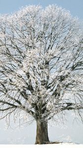 Preview wallpaper tree, branches, hoarfrost