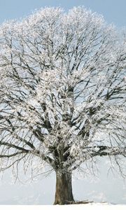 Preview wallpaper tree, branches, hoarfrost