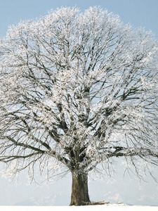 Preview wallpaper tree, branches, hoarfrost