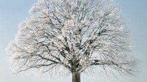 Preview wallpaper tree, branches, hoarfrost