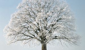 Preview wallpaper tree, branches, hoarfrost