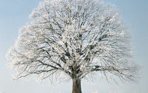 Preview wallpaper tree, branches, hoarfrost