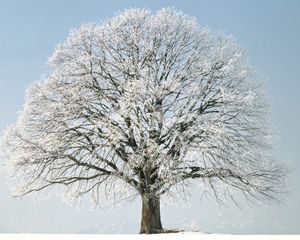 Preview wallpaper tree, branches, hoarfrost