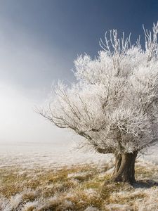 Preview wallpaper tree, branches, hoarfrost, gray hair, protection, naked, dream