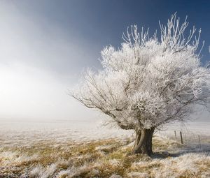 Preview wallpaper tree, branches, hoarfrost, gray hair, protection, naked, dream