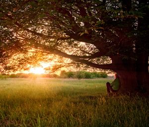 Preview wallpaper tree, branches, krone, sprawling, person, decline, evening, dreams, field