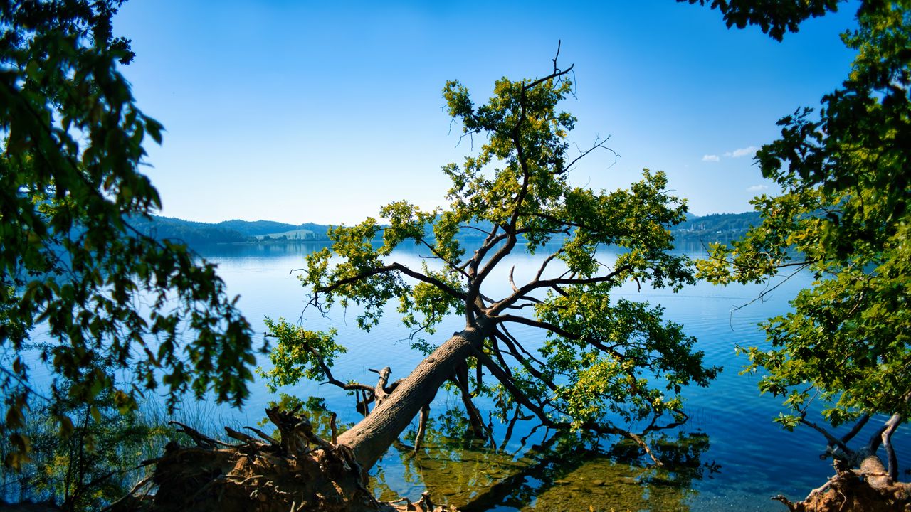 Wallpaper tree, branches, lake, landscape, nature