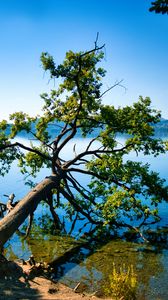 Preview wallpaper tree, branches, lake, landscape, nature