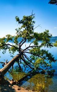Preview wallpaper tree, branches, lake, landscape, nature