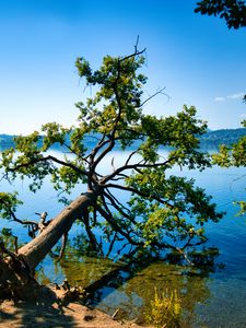 Preview wallpaper tree, branches, lake, landscape, nature