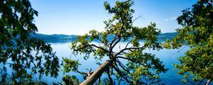 Preview wallpaper tree, branches, lake, landscape, nature