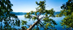 Preview wallpaper tree, branches, lake, landscape, nature