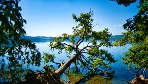Preview wallpaper tree, branches, lake, landscape, nature