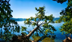 Preview wallpaper tree, branches, lake, landscape, nature
