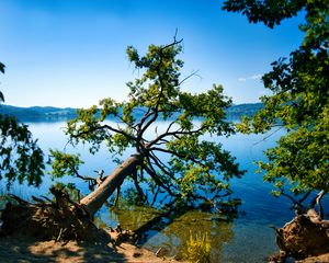 Preview wallpaper tree, branches, lake, landscape, nature
