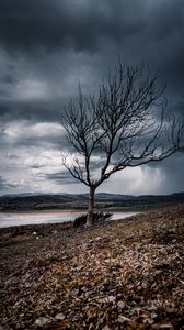 Preview wallpaper tree, branches, lake, hills, autumn
