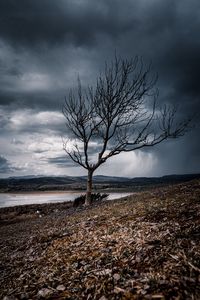 Preview wallpaper tree, branches, lake, hills, autumn