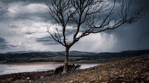 Preview wallpaper tree, branches, lake, hills, autumn