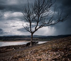Preview wallpaper tree, branches, lake, hills, autumn