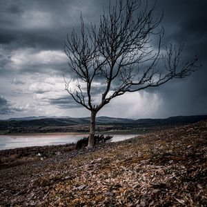 Preview wallpaper tree, branches, lake, hills, autumn