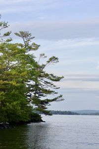 Preview wallpaper tree, branches, lake, waves, landscape