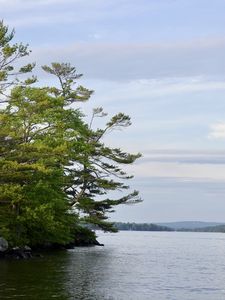 Preview wallpaper tree, branches, lake, waves, landscape