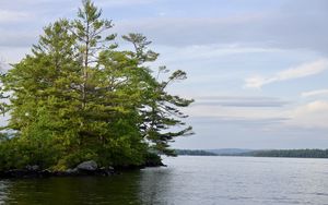 Preview wallpaper tree, branches, lake, waves, landscape