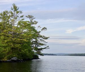 Preview wallpaper tree, branches, lake, waves, landscape