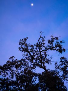 Preview wallpaper tree, branches, leaves, silhouette, moon, sky