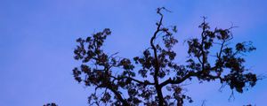 Preview wallpaper tree, branches, leaves, silhouette, moon, sky