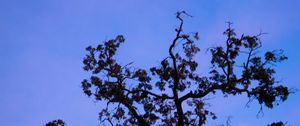 Preview wallpaper tree, branches, leaves, silhouette, moon, sky