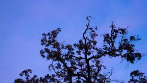 Preview wallpaper tree, branches, leaves, silhouette, moon, sky