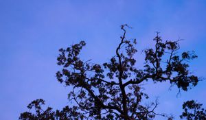 Preview wallpaper tree, branches, leaves, silhouette, moon, sky