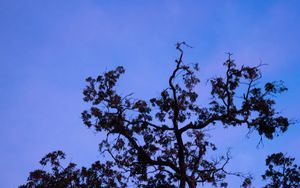 Preview wallpaper tree, branches, leaves, silhouette, moon, sky