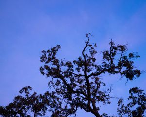 Preview wallpaper tree, branches, leaves, silhouette, moon, sky