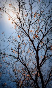 Preview wallpaper tree, branches, leaves, flowers, sky