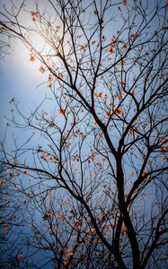 Preview wallpaper tree, branches, leaves, flowers, sky