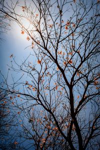 Preview wallpaper tree, branches, leaves, flowers, sky