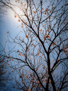 Preview wallpaper tree, branches, leaves, flowers, sky