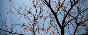 Preview wallpaper tree, branches, leaves, flowers, sky