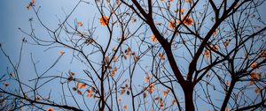 Preview wallpaper tree, branches, leaves, flowers, sky