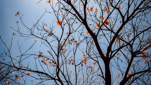 Preview wallpaper tree, branches, leaves, flowers, sky