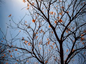 Preview wallpaper tree, branches, leaves, flowers, sky