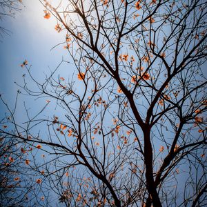 Preview wallpaper tree, branches, leaves, flowers, sky